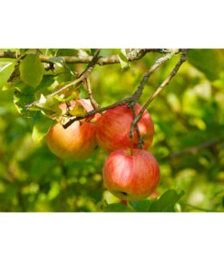 Herbstapfel 'Gravensteiner' -Gartenbedarfsgeschäft 7657356 WE DE 002 ApfelGravensteinerPixabay