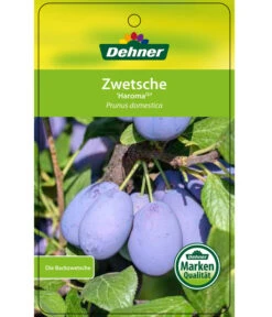 Zwetschge 'Haroma' -Gartenbedarfsgeschäft 7662703 ZwetscheHaroma Etikett 1