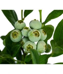 Heidelbeere 'Duke' -Gartenbedarfsgeschäft 7665219 WE DE 003 VacciniumHeidelbeereDuke3L