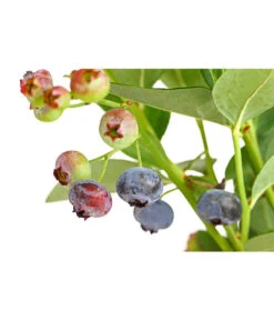 Dehner Gourmet Garten Heidelbeere 'Spartan' -Gartenbedarfsgeschäft 7665508 PR DE 002 GourmetGartenHeidelbeereSpartan3LiterDehnerExpressHerzig