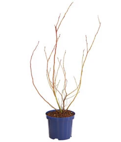 Dehner Gourmet Garten Heidelbeere 'Spartan' -Gartenbedarfsgeschäft 7665508 WE FS 001 GGHeidelbeereSparten3L