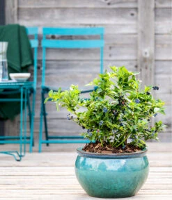 Dehner Gourmet Garten Heidelbeere 'Spartan' -Gartenbedarfsgeschäft 7665508 WE MO HeidelbeereSpartan