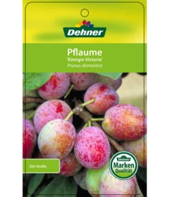 Dehner Pflaume 'Königin Viktoria' -Gartenbedarfsgeschäft 7702558 PflaumeKoeniginVictoria Etikett 1