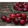 Süßkirsche 'Merchant'