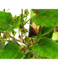 Maulbeere 'Mojo Berry' -Gartenbedarfsgeschäft 7714579 WE DE 011 MorusMojoBerrieMaulbeereT13