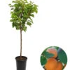 Zwergaprikose 'Kaluna' 1 Zwergaprikose 'Kaluna' -Gartenbedarfsgeschäft 7723968 WE FS 001 ZwergaprikoseKaluna