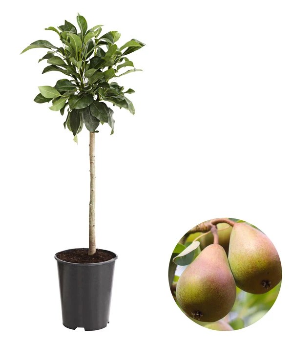 Zwergbirne 3 Zwergbirne