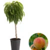 Zwergpfirsich 'Bonanza' -Gartenbedarfsgeschäft 7723992 WE FS 001 ZwergpfirsichBonanza