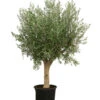 XXL Olivenbaum, Ca. 200-250 Cm -Gartenbedarfsgeschäft 7724701 WE FS 001 XXLOlivenbaum200 250cm