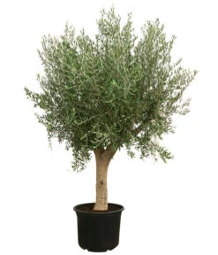 XXL Olivenbaum, Ca. 200-250 Cm