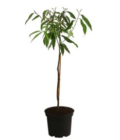 Pfirsich-Aprikose 'Pfirsicose®' -Gartenbedarfsgeschäft 7728454 WE FS 001 PrunusPfirsicose
