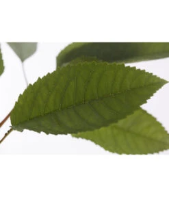 Winterapfel 'Pinova' -Gartenbedarfsgeschäft 7729361 PR DE 001 ApfelPinovaMalusBusch95LiterDehnerExpressZS