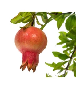 Granatapfel -Gartenbedarfsgeschäft 7733470 PR DE 001 PunicaGranatapfelDehnerExpressHerzig