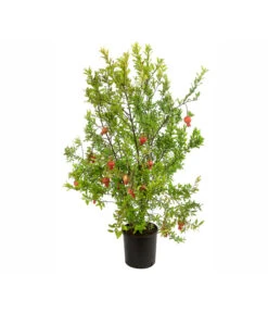 Granatapfel -Gartenbedarfsgeschäft 7733470 PR FS 001 PunicaGranatapfelDehnerExpressHerzig