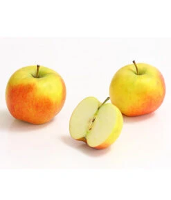 Säulenapfel 'Rondo' 7 Säulenapfel 'Rondo' -Gartenbedarfsgeschäft 7744873 WE DE 002 ApfelRondoDehnerExpressHerzig