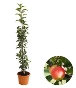 Säulenapfel 'Rondo'
