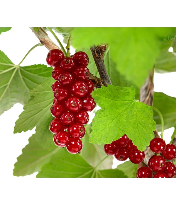 Rote Säulenjohannisbeere 4 Rote Säulenjohannisbeere – Bild 2