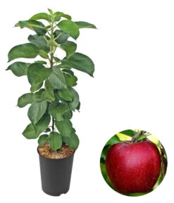 Säulenapfel 'Redcats'