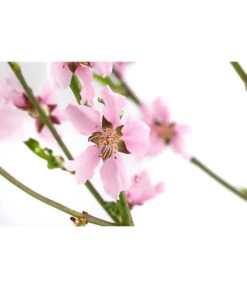 Säulennektarine 'Fantasia' -Gartenbedarfsgeschäft 7752710 WE DE 001 PrunusSauelennektarineFantasia