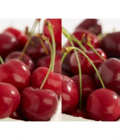 Kirschen-Duo 'Sunburst/Burlat'