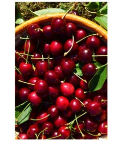 Kirschen-Duo 'Sunburst/Burlat' -Gartenbedarfsgeschäft 7760713 WE MO 001 KirschenDuoSunurstBurlat Pixabay