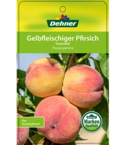 Pfirsich 'Suncrest' -Gartenbedarfsgeschäft 7760754 GelbfleischigerPfirsichSuncrest Etikett 1
