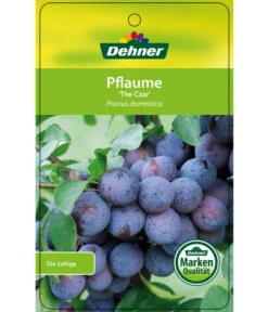 Dehner Pflaume 'The Czar' -Gartenbedarfsgeschäft 7762842 PflaumeTheCzar Etikett 1