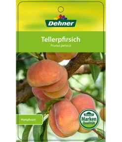 Dehner Tellerpfirsich -Gartenbedarfsgeschäft 7763378 Tellerpfirsich Etikett 1