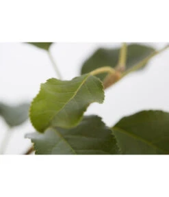 Herbstapfel 'Topaz' -Gartenbedarfsgeschäft 7763931 PR DE 001 ApfelTopazMalusBusch95LiterDehnerExpressZS