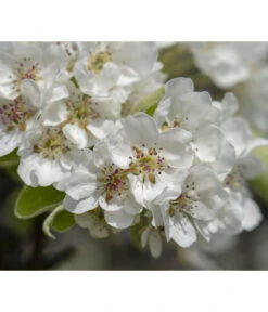 Herbstbirne 'Vereinsdechant' -Gartenbedarfsgeschäft 7772064 PR FS 011 PyrusVereinsdechantBirnePixabay