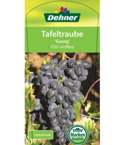 Tafeltraube 'Georg' -Gartenbedarfsgeschäft 7773575 TafeltraubeGeorg Etikett 1