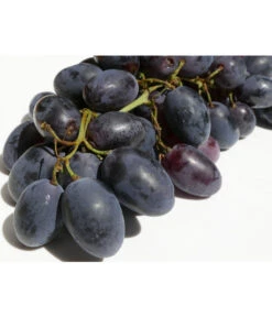 Tafeltraube 'Georg' -Gartenbedarfsgeschäft 7773575 WE DE 001 VitisWeinGeorgPixabay