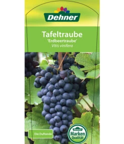 Tafeltraube 'Erdbeertraube' -Gartenbedarfsgeschäft 7773708 TafeltraubeErdbeertraube Etkett 1