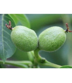 Weinheimer Walnuss Klon 139 -Gartenbedarfsgeschäft 7776818 WE DE WeinheimerWalnussKlon139Pixabay