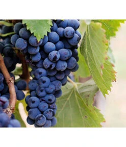 Dehner Gourmet Garten Tafeltraube 'Muscat Blue' -Gartenbedarfsgeschäft 7779101 PR DE 002 VitisWeintraubenMuscatBleuPixabay