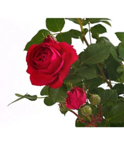 ADR-Rosen -Gartenbedarfsgeschäft 7800055 PR DE 001 RosenInSortenHuckfeldt4LiterFlowercircusBeetroseDehnerExpressHerzig