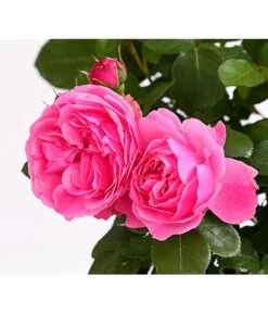 ADR-Rosen -Gartenbedarfsgeschäft 7800055 PR DE 001 RosenInSortenHuckfeldt4LiterLeonardoDaVinciBeetroseDehnerExpressHerzig