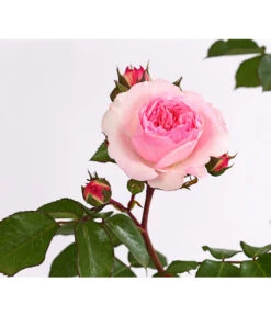 ADR-Rosen -Gartenbedarfsgeschäft 7800055 PR DE 001 RosenInSortenHuckfeldt4LiterMariatheresiaBeetroseDehnerExpressHerzig