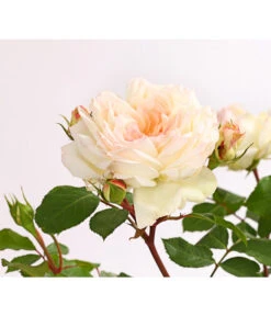 ADR-Rosen -Gartenbedarfsgeschäft 7800055 PR DE 001 RosenInSortenHuckfeldt4LiterStephanieBaroninZuGuttenbergBeetroseDehnerExpressHerzig