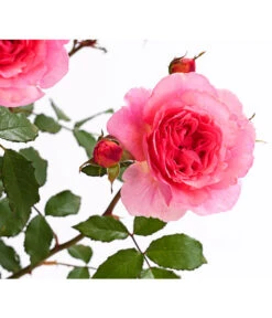 ADR-Rosen -Gartenbedarfsgeschäft 7800055 PR DE 001 RosenInSortenHuckfeldt4LiterVaneroBeetroseDehnerExpressHerzig