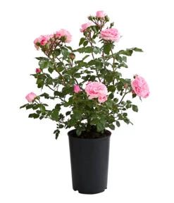 ADR-Rosen -Gartenbedarfsgeschäft 7800055 PR FS 001 RosenInSortenHuckfeldt4LiterMariatheresiaBeetroseDehnerExpressHerzig