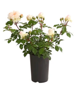 ADR-Rosen -Gartenbedarfsgeschäft 7800055 PR FS 001 RosenInSortenHuckfeldt4LiterStephanieBaroninZuGuttenbergBeetroseDehnerExpressHerzig