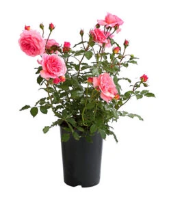 ADR-Rosen -Gartenbedarfsgeschäft 7800055 PR FS 001 RosenInSortenHuckfeldt4LiterVaneroBeetroseDehnerExpressHerzig