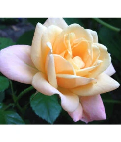 ADR-Rosen -Gartenbedarfsgeschäft 7800055 PR FS 002 RosenPixabay