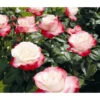 Nostalgie®-Edelrose Rosenromantik, 3er-Set -Gartenbedarfsgeschäft 7801541 PR DE 001 EdelroseNostalgieTantauRet