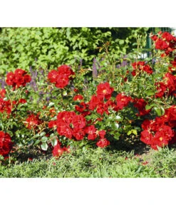 Bodendeckerrose 'Matador®' -Gartenbedarfsgeschäft 7803067 WE DE 003 BodendeckerRoseMatadorTantauRotRet