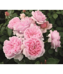 Edelrose 'Schöne Maid®' -Gartenbedarfsgeschäft 7803547 WE DE 005 NostalgieEdelroseSchoeneMaidTantau