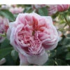 Edelrose 'Schöne Maid®' -Gartenbedarfsgeschäft 7803554 PR DE 001 RoseSchoeneMainTatauRet