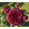 Nostalgie®-Edelrose 'Marietta®' Gartenliebe, 3er-Set -Gartenbedarfsgeschäft 7803844 PR DE 001 MariettaTantau