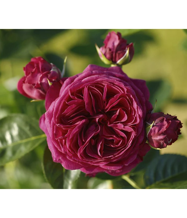 Nostalgie®-Edelrose 'Marietta®' Gartenliebe, 3er-Set 3 Nostalgie®-Edelrose 'Marietta®' Gartenliebe, 3er-Set